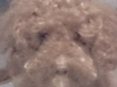 DSC_0012.jpg