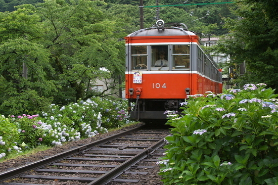 あじさい電車.jpg