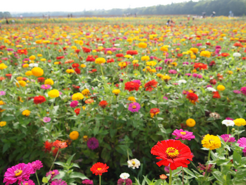 ヒャクニチソウのお花畑.jpg
