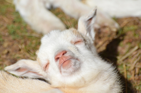 眠る子ヤギ.jpg